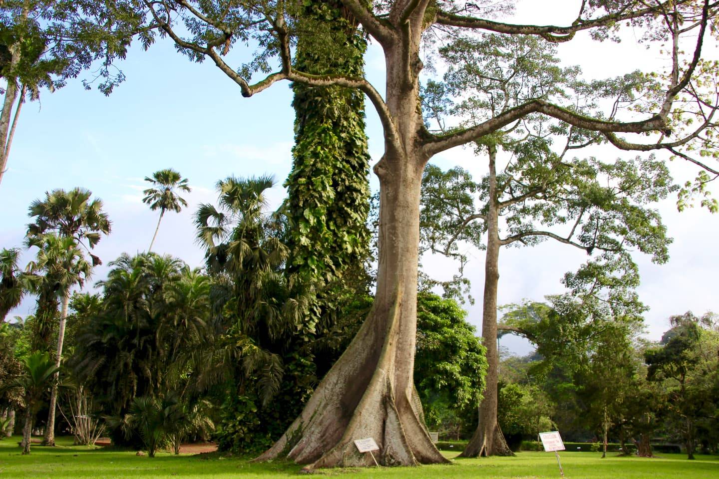 Aburi Botanical Gardens